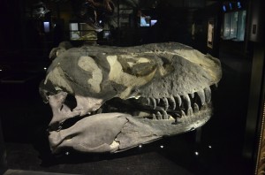 A real T-Rex Skull that has toured around the world