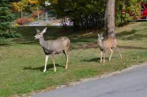 The "locals" - a mule deer and baby