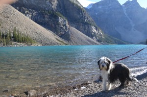 Jazz getting a "cold" drink at Morraine Lake