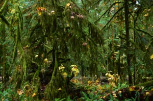 Looks like the enchanted forest -Cathedral Grove - all the maple leaves suspended where they fell