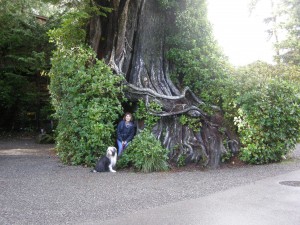 One big honking tree at Crystal Cove Resort