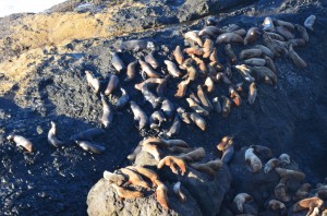 Close up of the sea lions sunbathing 