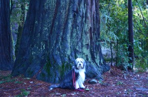 Tree Hugger #3