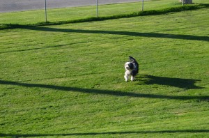 Jazz-loving the big dog park