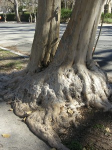 Trees with exposed root structures that look like they are melting