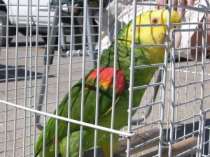 Oscar - a double yellow amazon parrot @ the beach for an outing with and older couple 