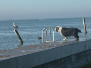 Jazz checking out a new feathered friend