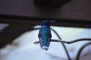 In the Hummingbird Avary