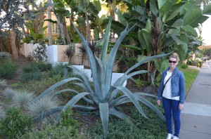 La Jolla - Beautiful unique homes and large plants-with Mel