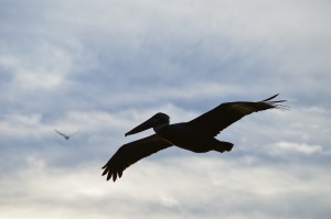 Pelican silouette