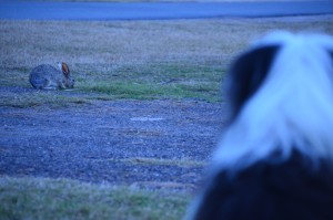 Jazz found another friend right at our site-A Texas Jackrabbit - they grow them bigger 