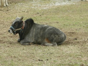 A Zebu