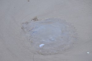 A jelly fish-about 1 foot round