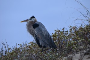 A Great Blue Heron - let me get about 25' away
