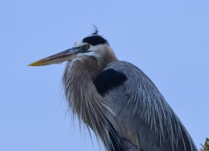 A cropped enlarged caption of the Great Blue HEron