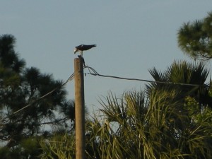 an Osprey "dining" at sunset