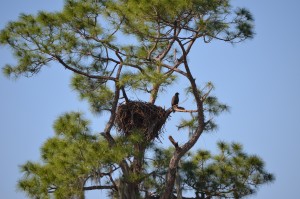 Baby E6  and Ozzie and Harriot's nest