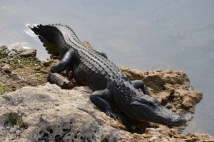 Checking out the Gators (Alligator Alley) -on the way to the Keys