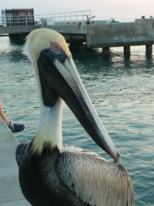 Someone caught a small fish during the sunset and this buddy came right up beside me-3 feet away