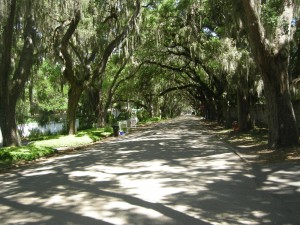 not an unusual site - live oak trees and Spanish moss