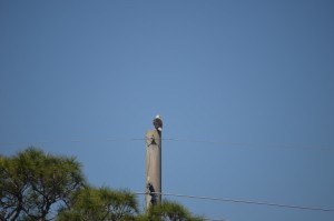 Nine Bald Eagle nests throughout the Cape's marshlands