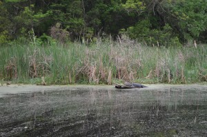 An Alligator "relaxing" in the marsh