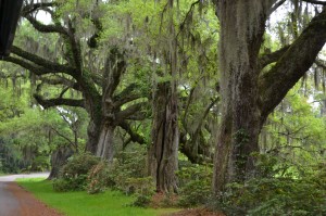 Beautiful old trees throughout Magnolia Plantation