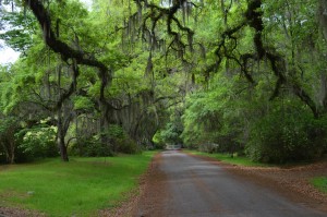 Driveway approaching plantation house