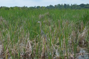 Great Blue Heron in marsh at Magnolia