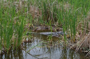 More Alligators