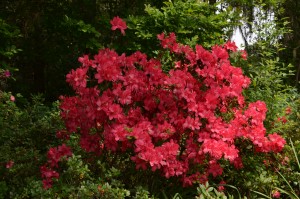 More Azalea 